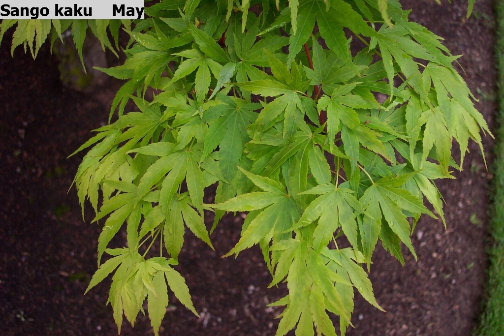 Acer palmatum 'Sango-kaku'