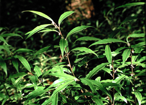 Sarcococca hookeriana var. humilis