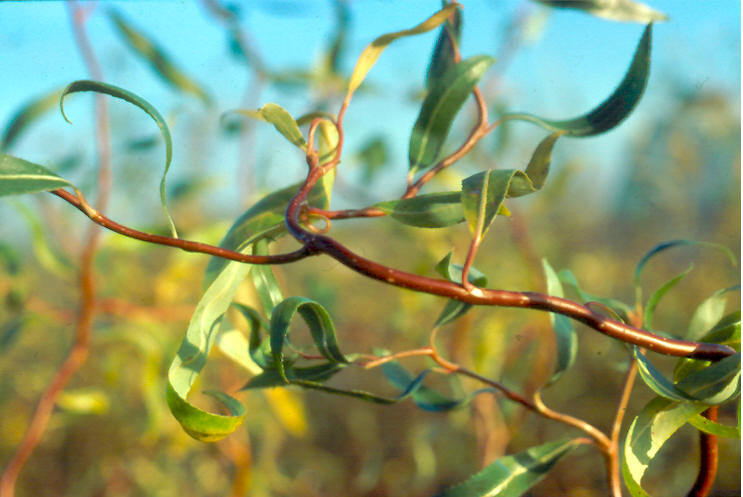 Salix matsudana 'Scarcuzam'