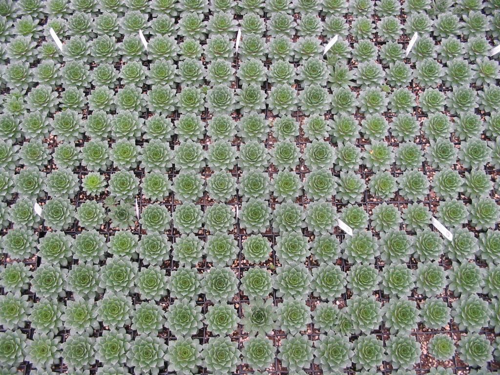 Sempervivum 'Carmen'