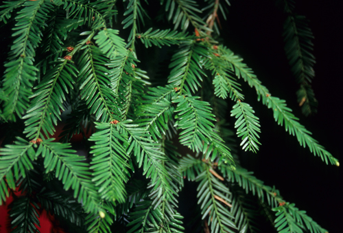 Sequoia sempervirens