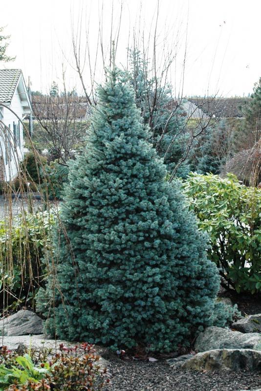 Picea pungens 'Sester Dwarf'