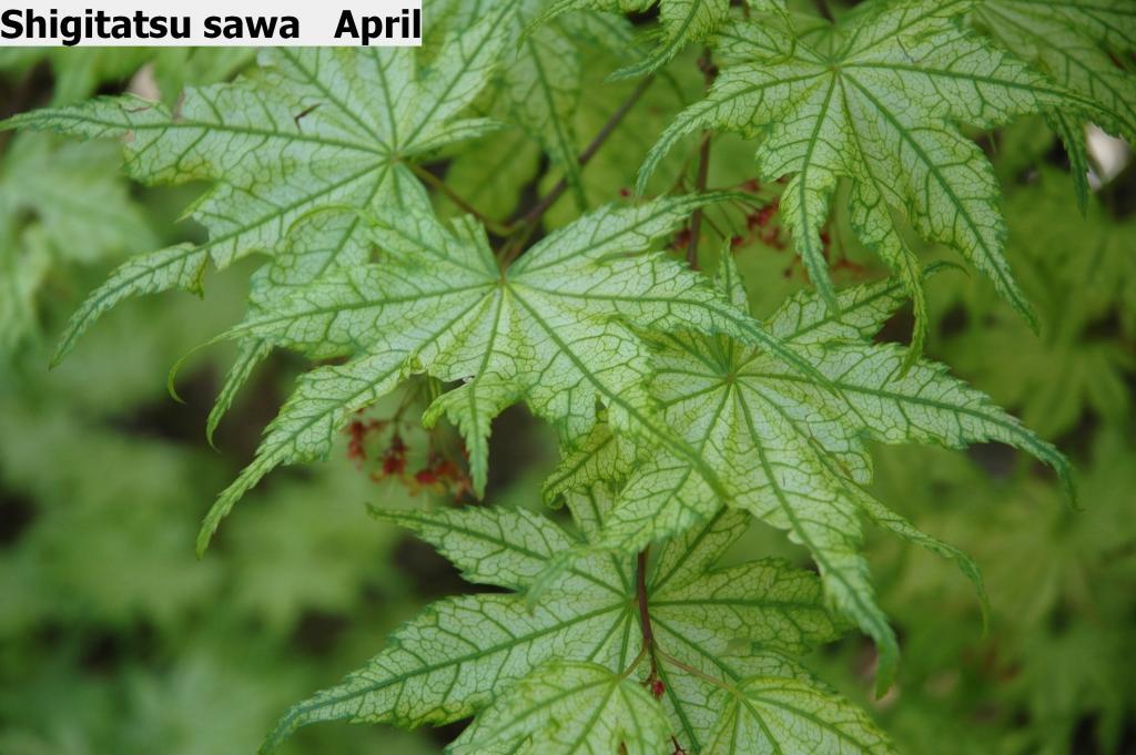 Acer palmatum 'Shigitatsu-sawa'