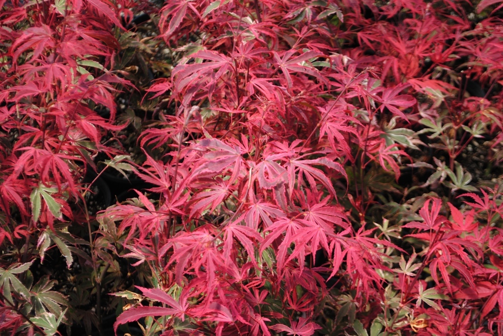 Acer palmatum 'Gwen's Rose Delight' PP18728 Shirazz™