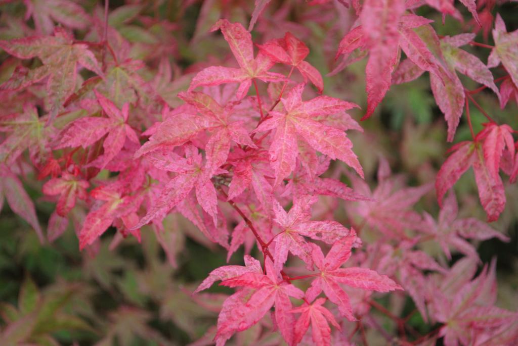 Acer palmatum 'Shishio Improved'
