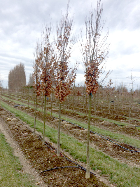 Skinny Genes® Oak (Quercus robur x Q. alba 'JFS-KW2QX')