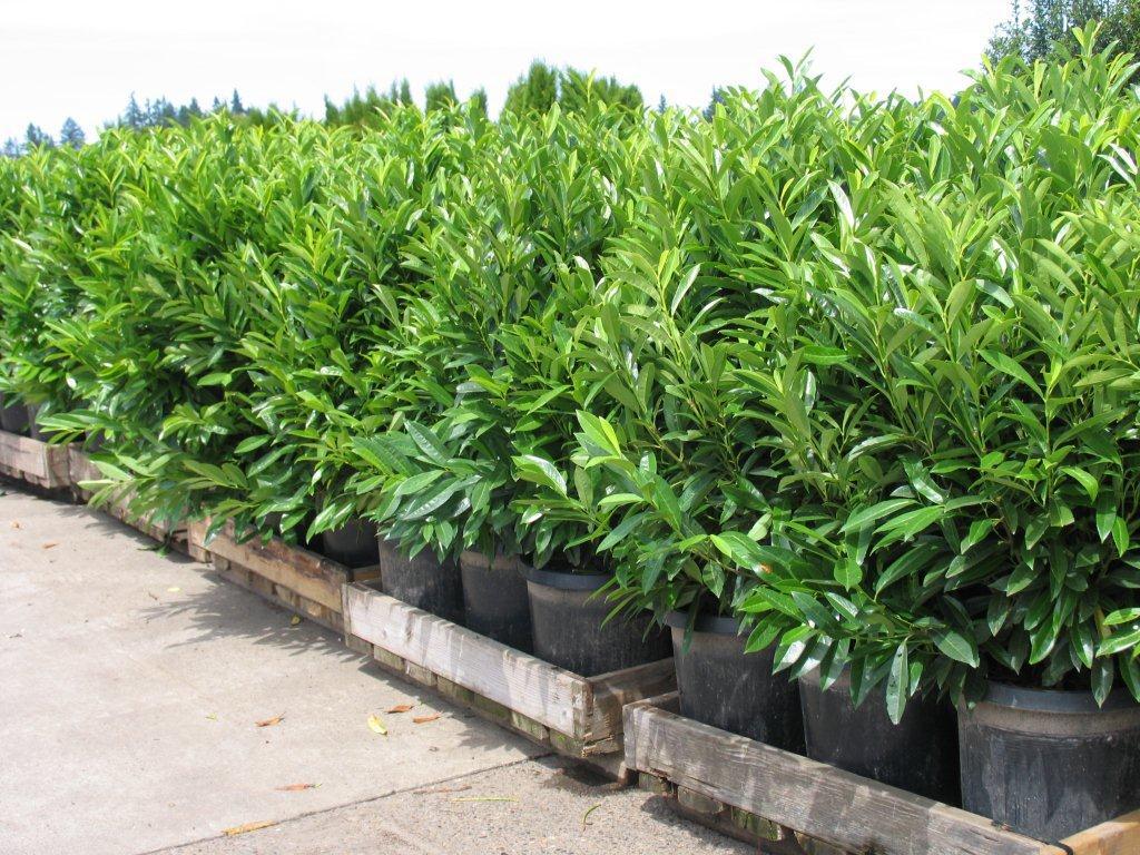 Prunus laurocerasus 'Schipkaensis'