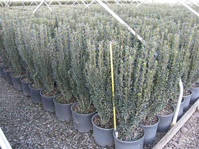Ilex crenata 'Sky Pencil'