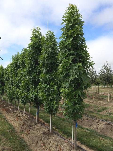 Liquidambar styraciflua 'Slender Silhouette'