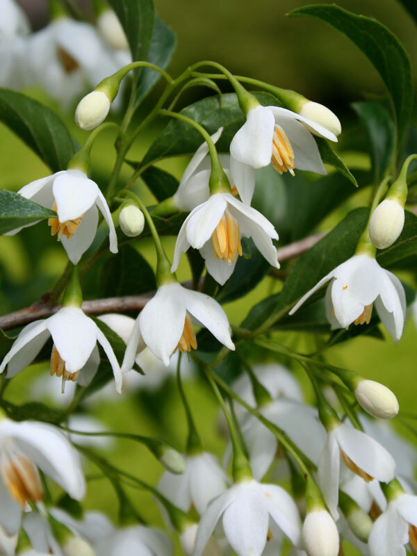 Styrax japonicus 'JFS-D'