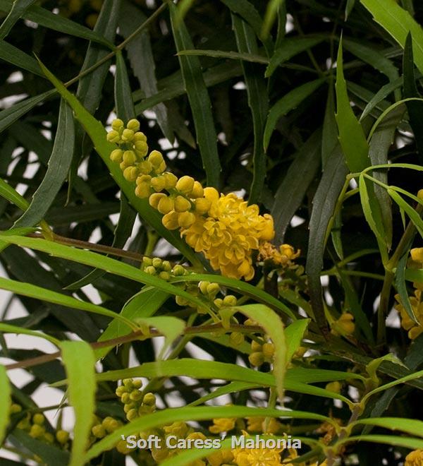 Soft Caress Threadleaf Mahonia 