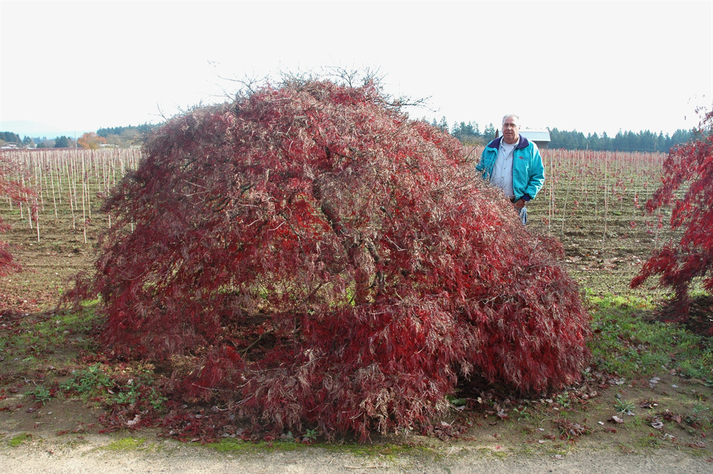 Acer palmatum var. dissectum 'Garnet'