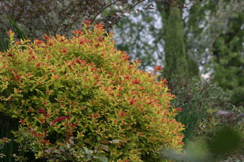 Spiraea japonica 'Walbuma' PP9363