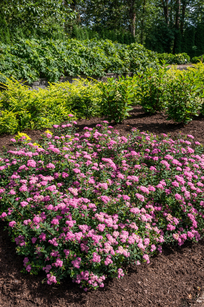 Poprocks® Petite Spirea