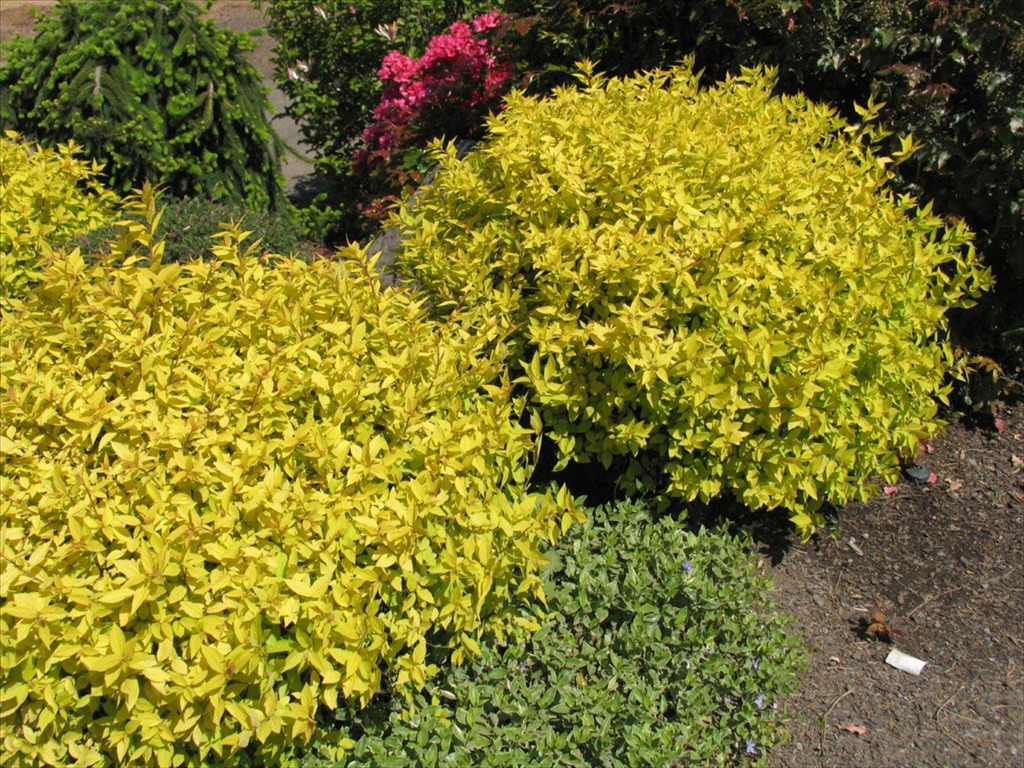 Spiraea japonica 'Gold Mound'