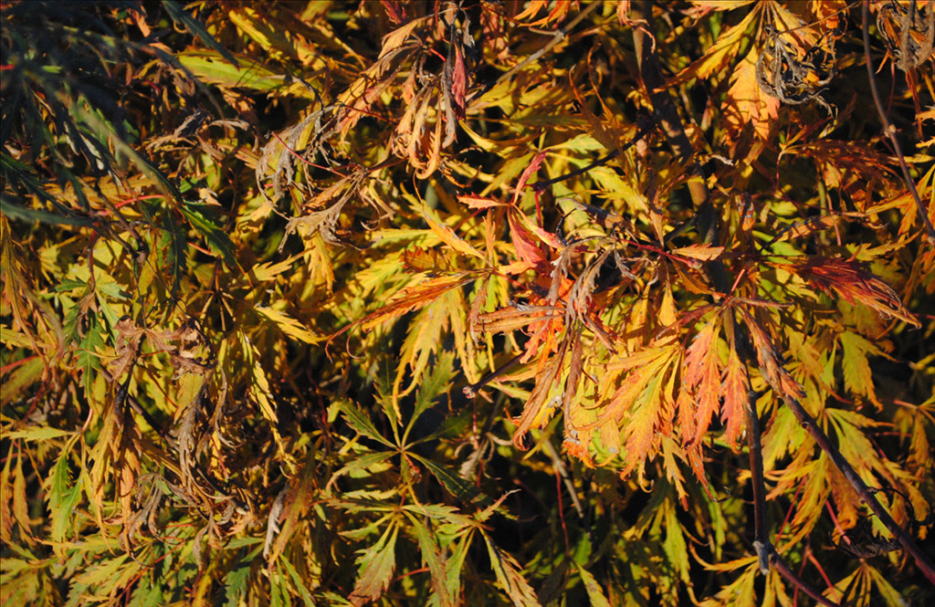 Acer palmatum 'Spring Delight'