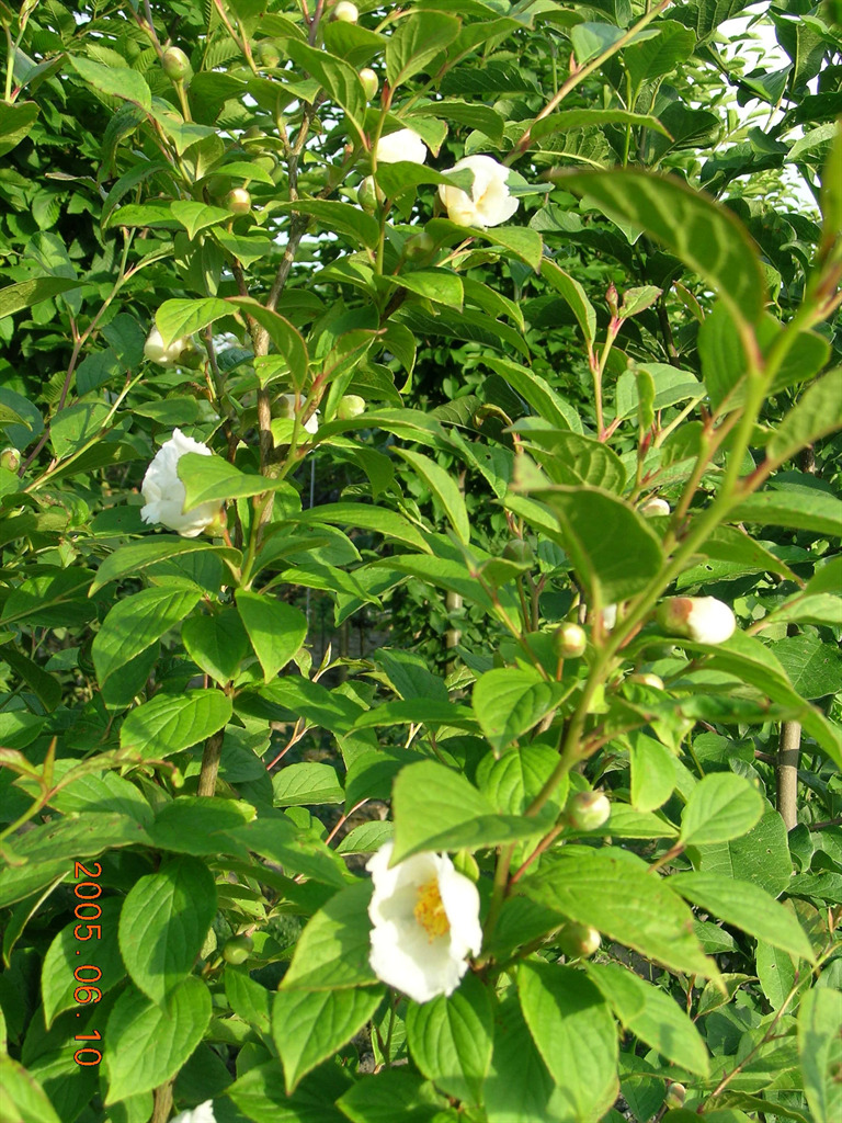 Stewartia pseudocamellia