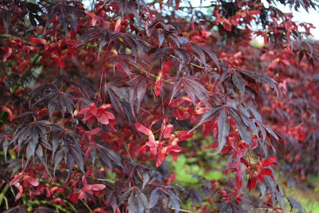 Acer palmatum 'Suminagashi'