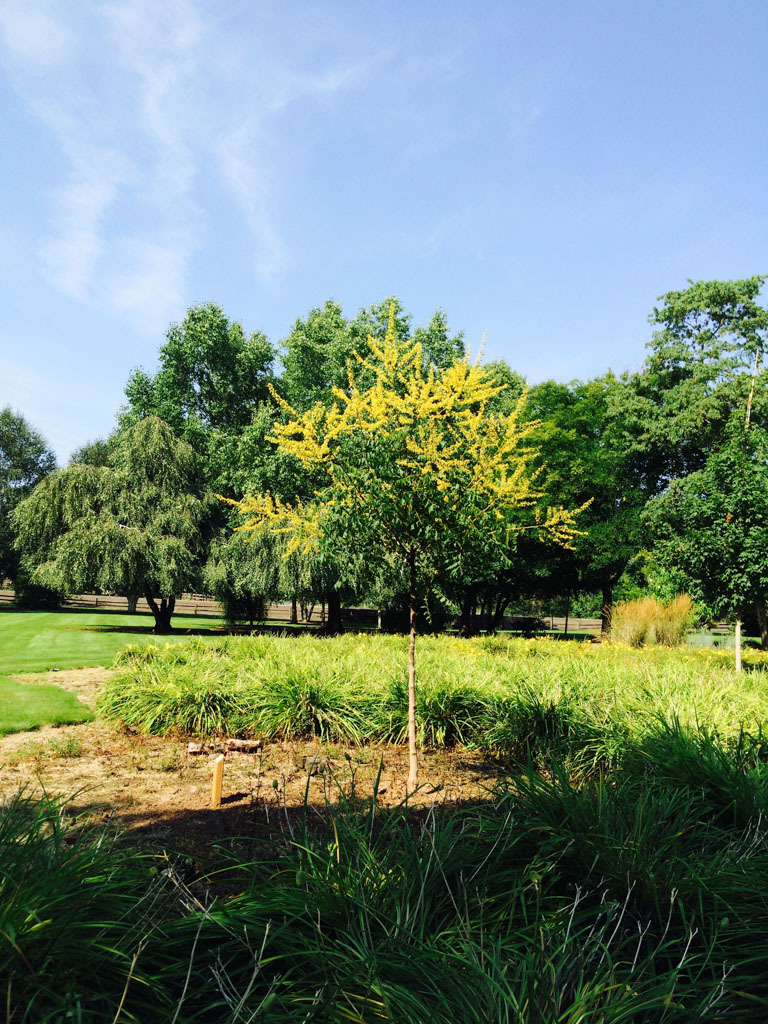 Summerburst Goldenrain Tree