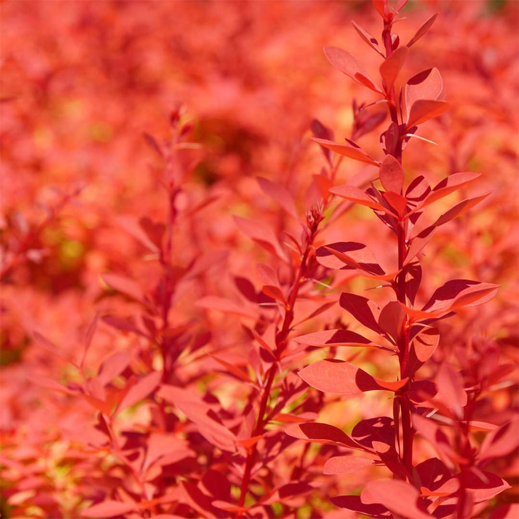 Sunjoy Neo™ Barberry