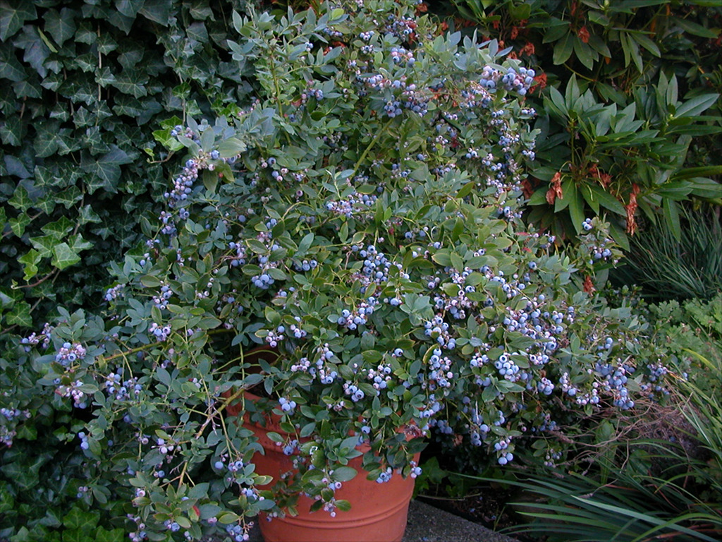 Vaccinium corymbosum Hybrids