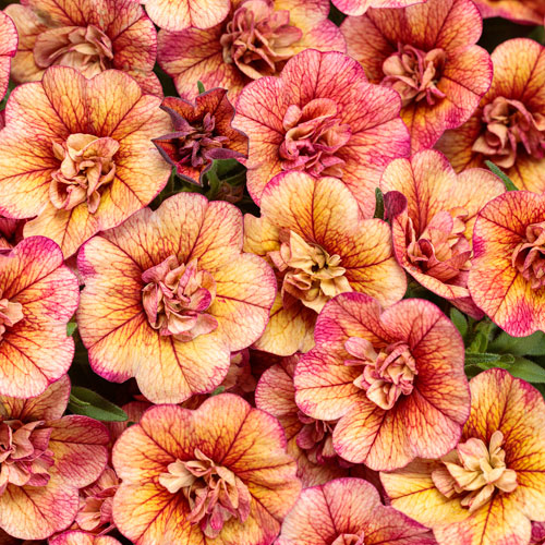 Superbells® Double Vintage Coral™ Calibrachoa