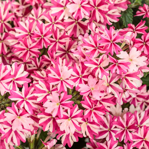 Superbena® Cherryburst Verbena