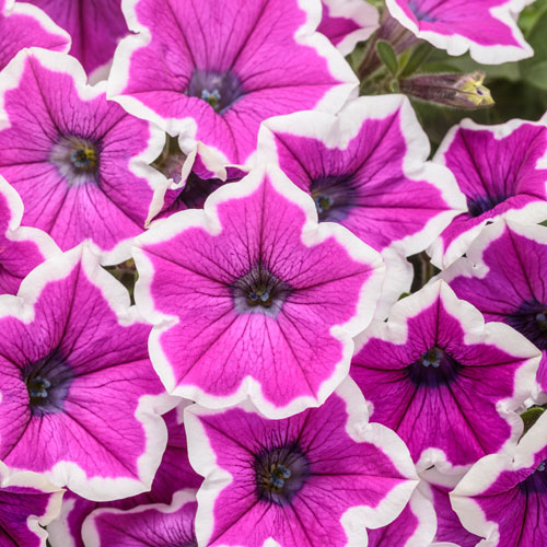 Supertunia® Hoopla™ Vivid Orchid™ Petunia
