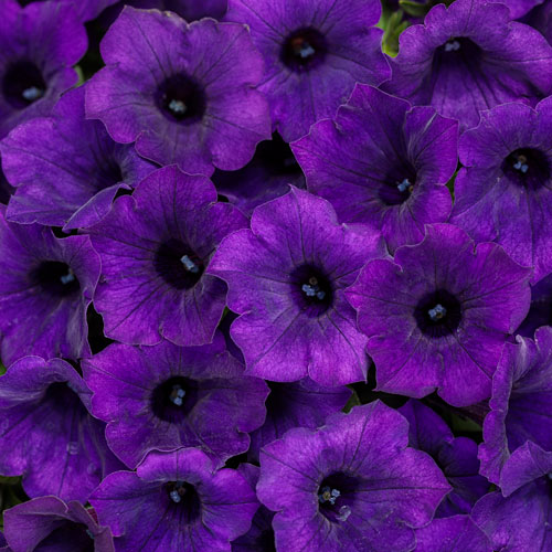 Supertunia Mini Vista® Ultramarine  Petunia