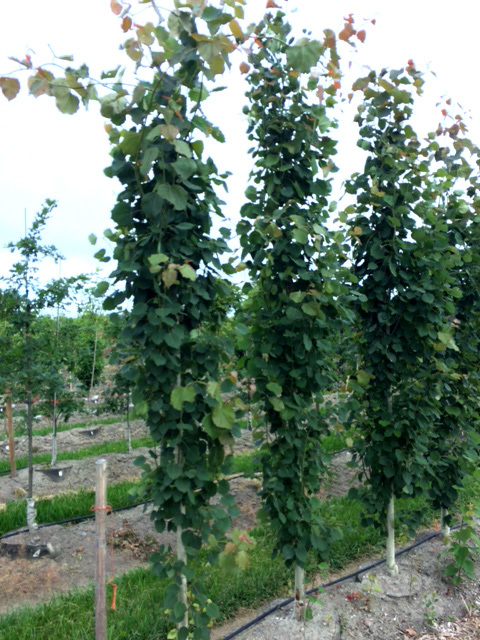 Swedish / European Upright Aspen (Populus tremula 'Erecta')