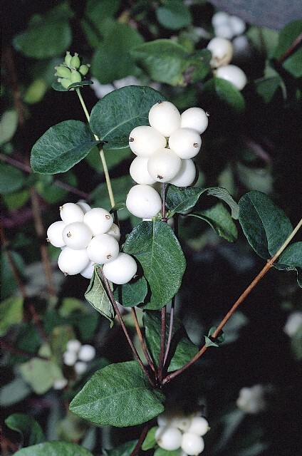 Symphoricarpos