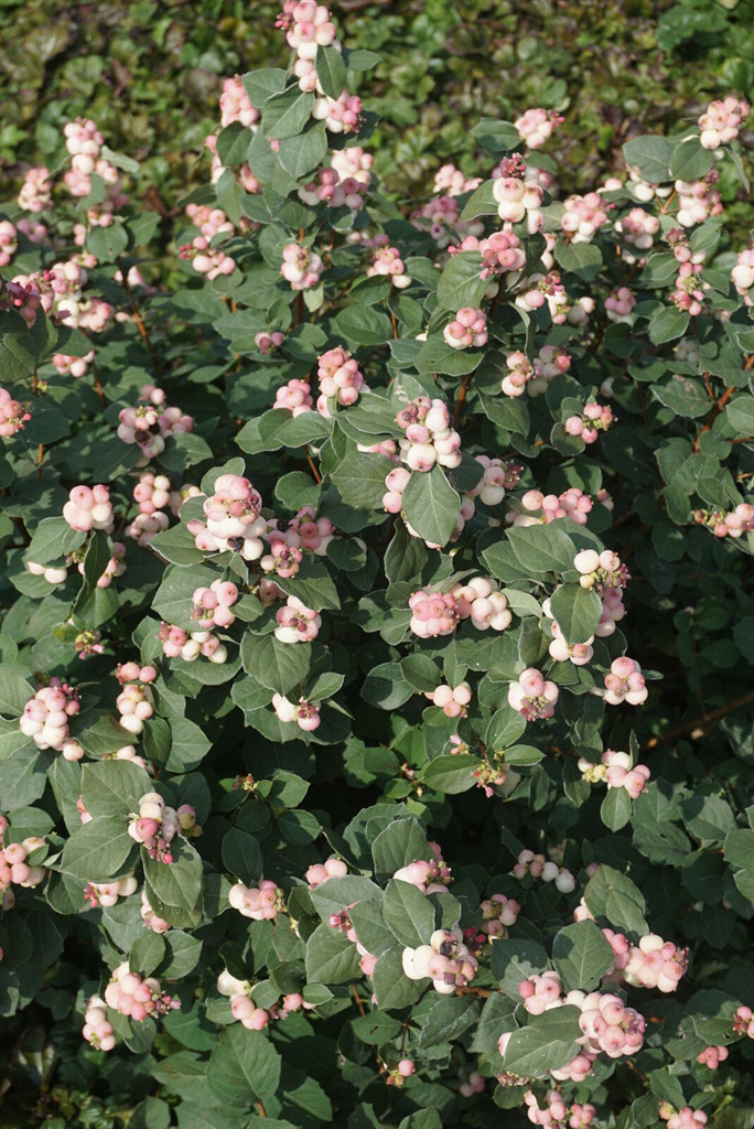 Pinky Promise™ Snowberry