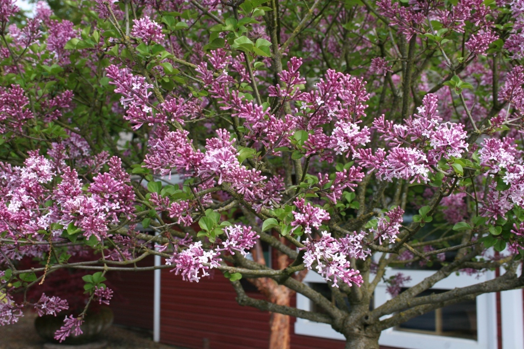 Syringa meyeri 'Palibin'
