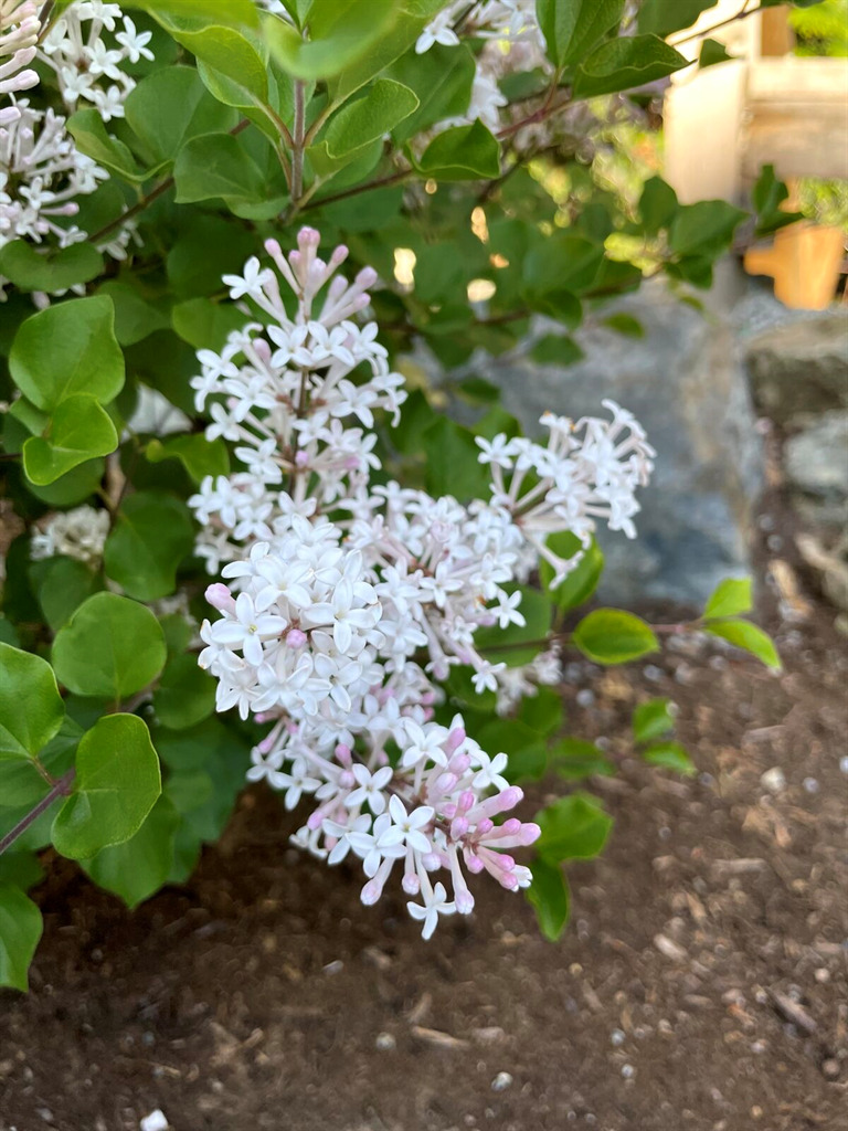 Pearl Potion™ Lilac