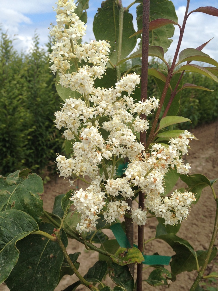 Syringa reticulata 'Ivory Silk'