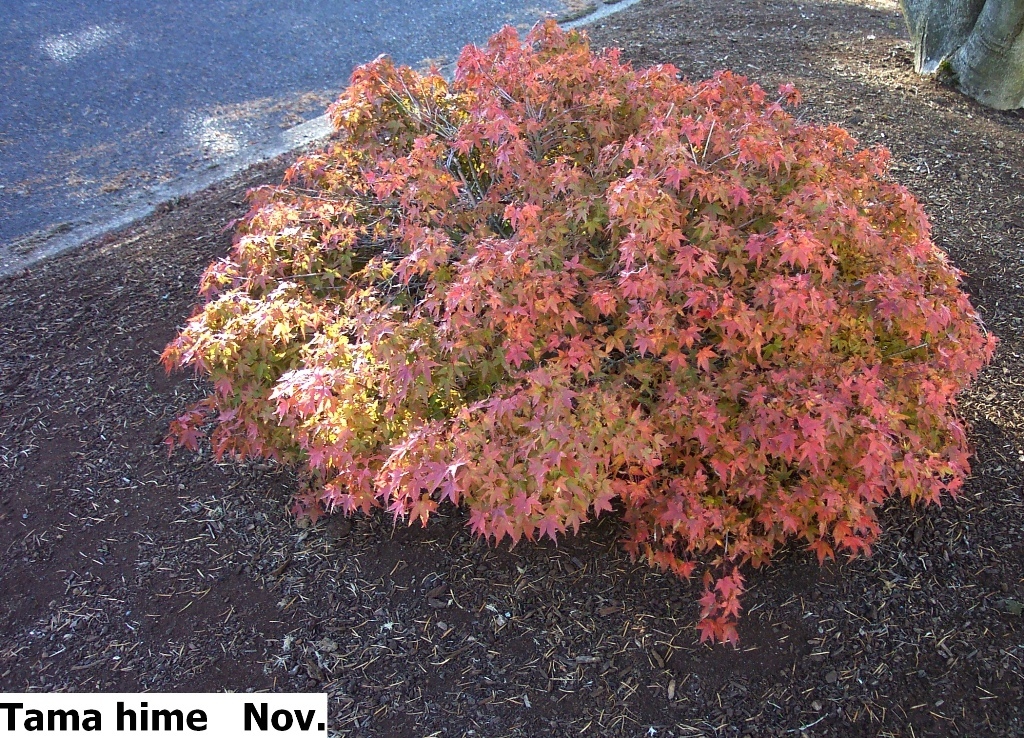 Acer palmatum 'Tamahime'