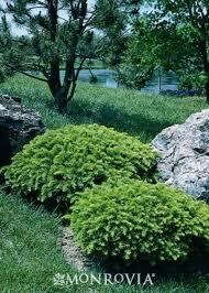 Taxus x media 'Tauntonii'