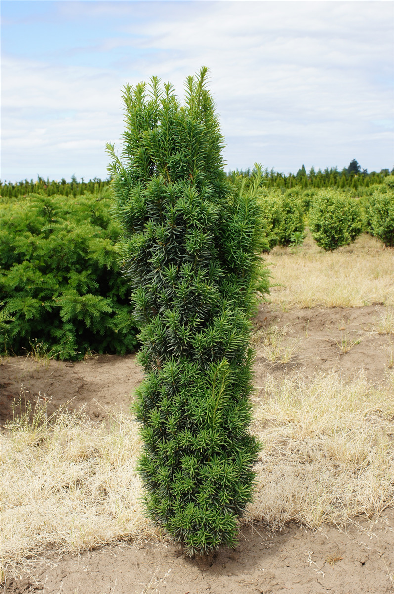 Taxus baccata 'Fastigiata'