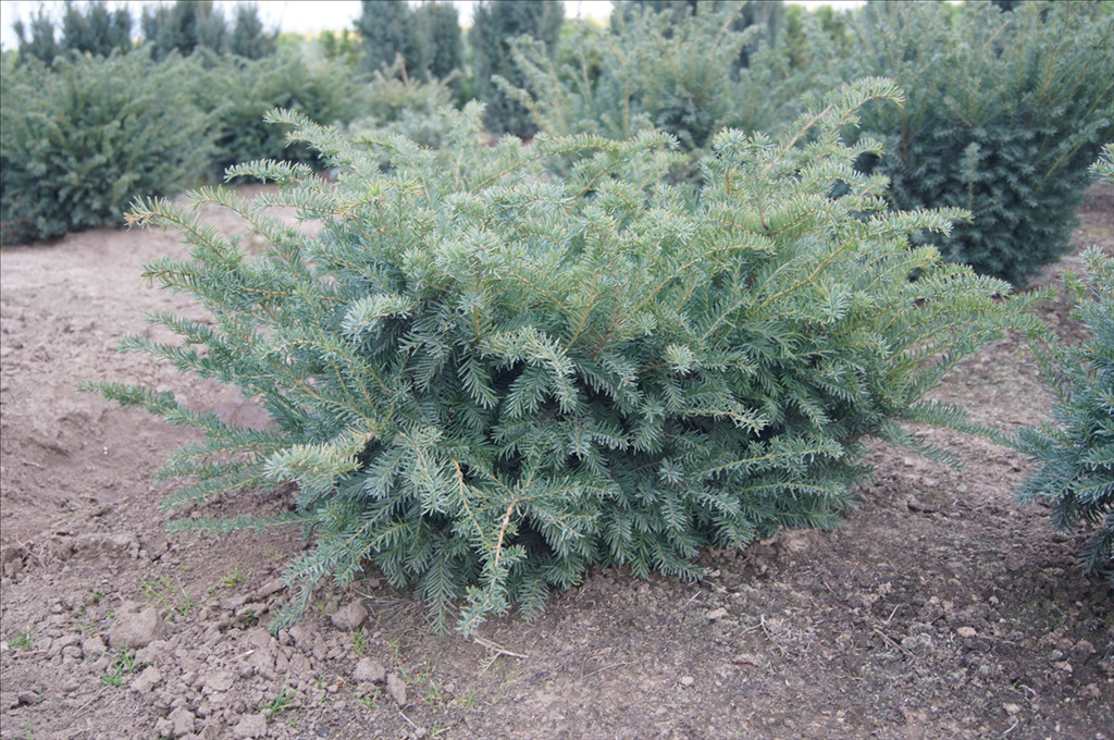 Taxus baccata 'Repandens'