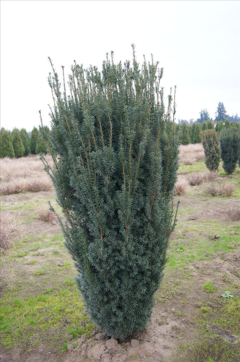 Taxus x media 'H.M. Eddie'