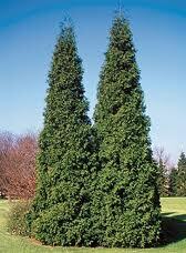 Spring Grove® Western Red Cedar