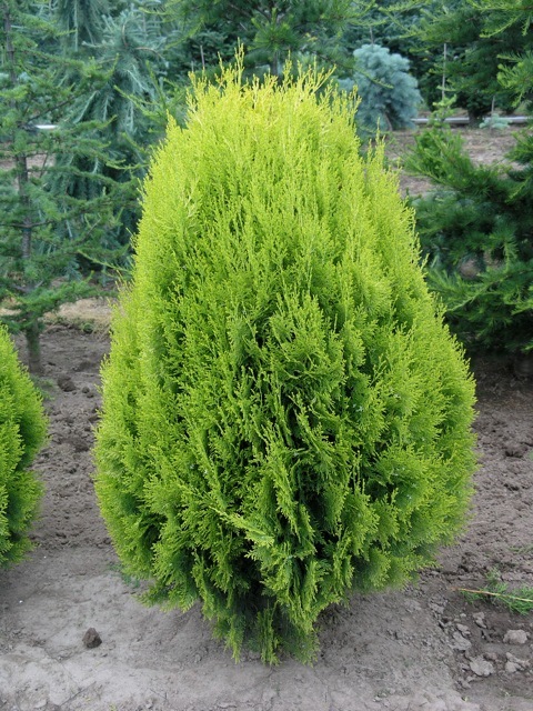 Thuja orientalis 'Aurea Nana'