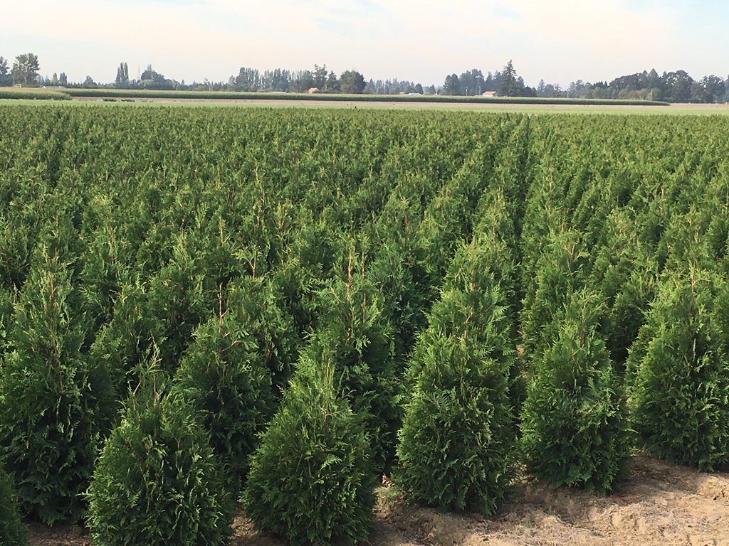 Thuja standishii x plicata 'Green Giant' syn Thuja x 'Gigantoides'