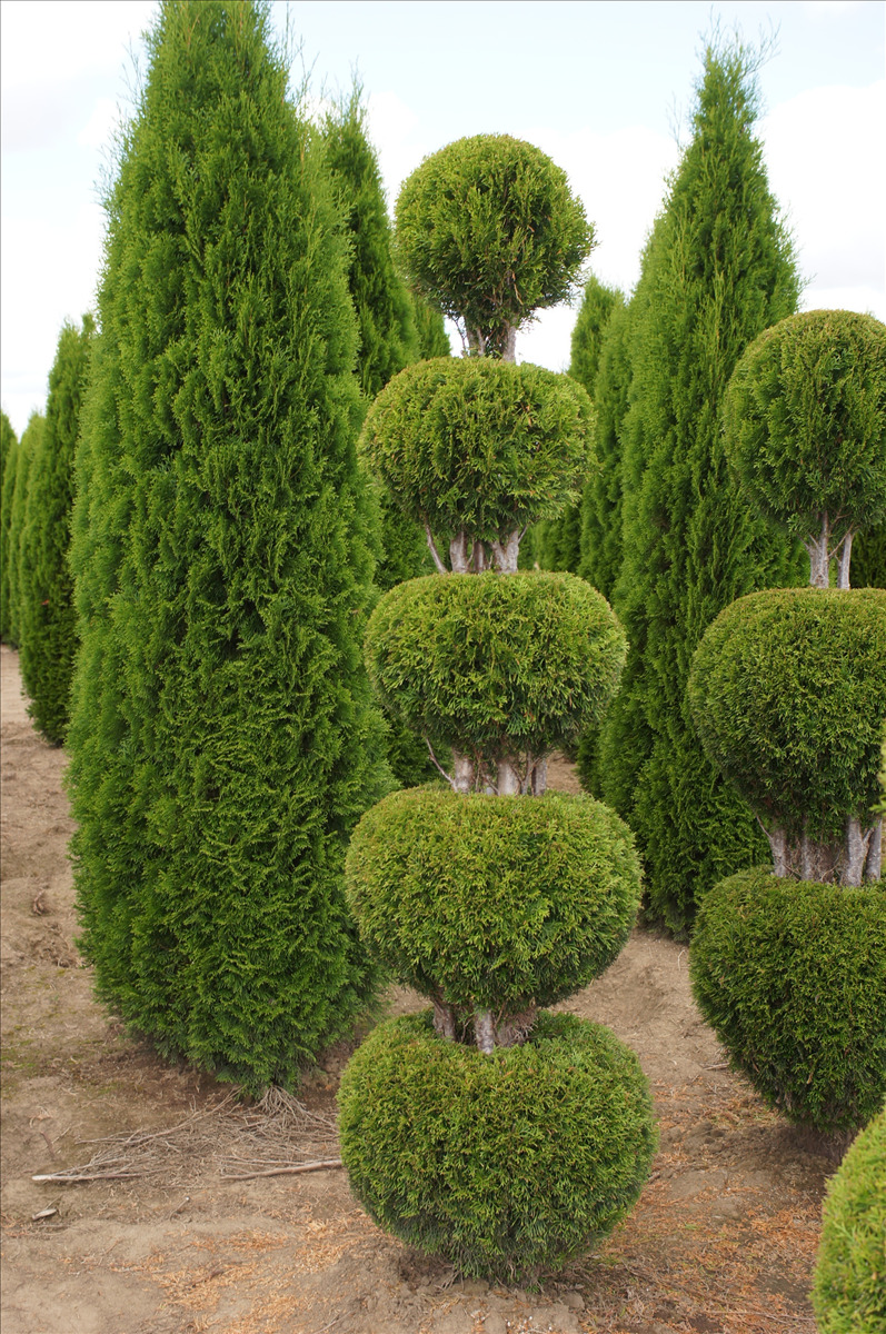 Thuja occidentalis 'Smaragd'