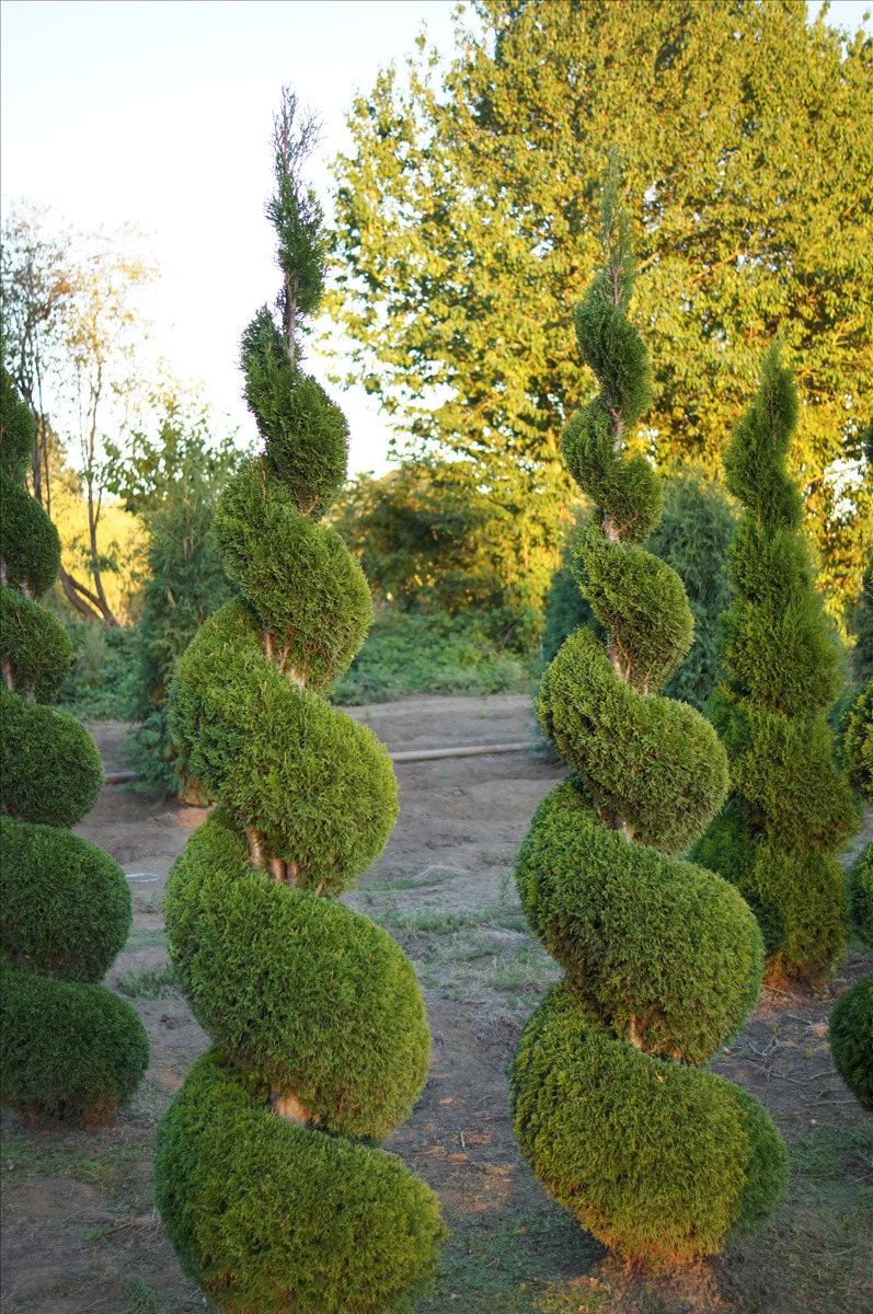 Thuja occidentalis 'Smaragd' Poodle, Tiered & Spiral