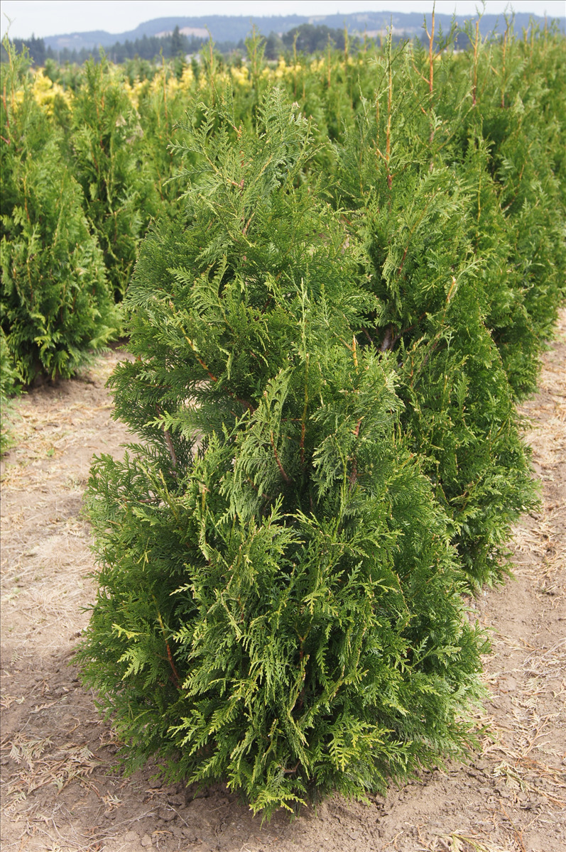 Thuja plicata 'Excelsa'