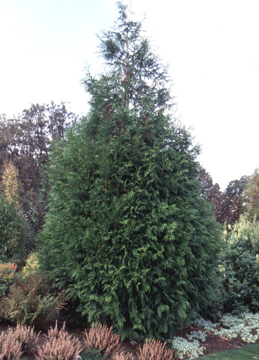Thuja plicata