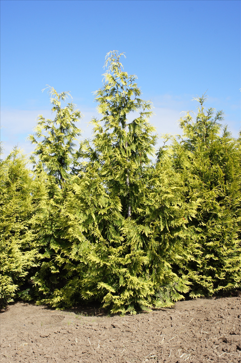 Thuja plicata 'Zebrina'