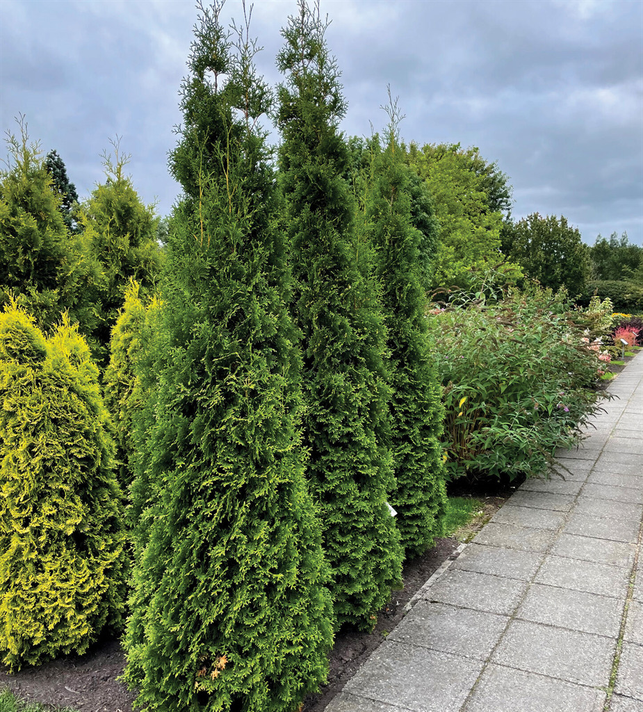 Private Jet™ Arborvitae