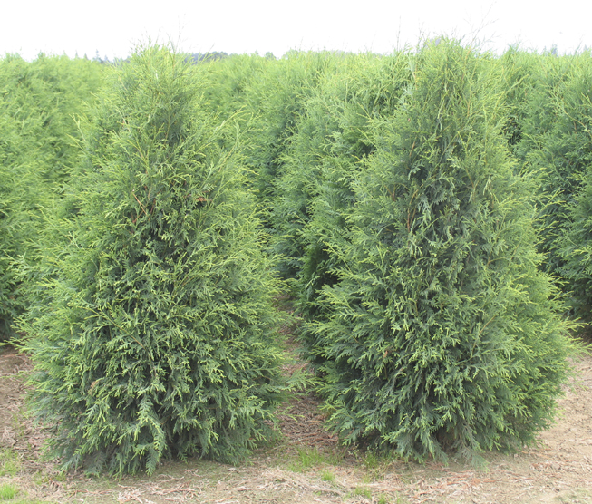 Thuja occidentalis 'Techny'